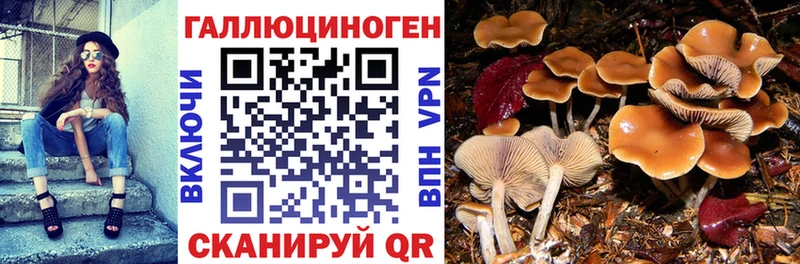 Купить закладки  Мариинский Посад  Галлюциногенные грибы мицелий 